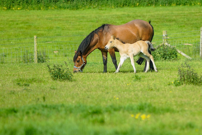 Lynda and Carsons Foal 007 
 Lynda and Carson's Foal 2013 
 Keywords: WWE. Foal, Piers Photography