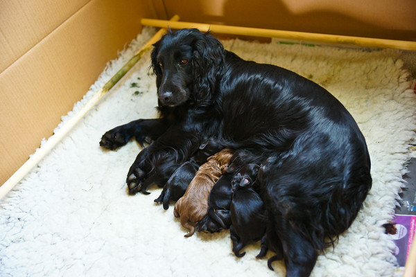 Spice puppies 010 
 Spice's Puppies day 2 
 Keywords: Piers Photo Day 2, Puppies, Spice