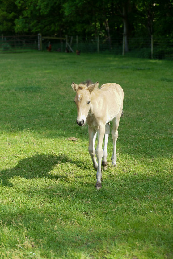 Lynda and Carsons Foal 047 
 Lynda and Carson's Foal 2013 
 Keywords: WWE. Foal, Piers Photography