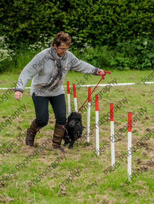 NRC Dog Show 067 
 Naphill Riding Club Open Show 
 Keywords: Naphill Riding Club, Open Show, Equestrian, Piers Photography, Bucks Wedding Photographer