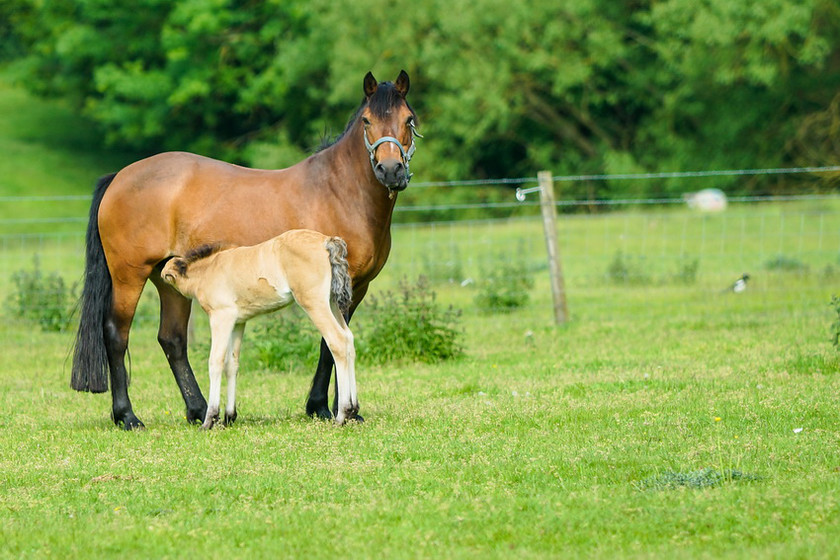 Lynda and Carsons Foal 017 
 Lynda and Carson's Foal 2013 
 Keywords: WWE. Foal, Piers Photography