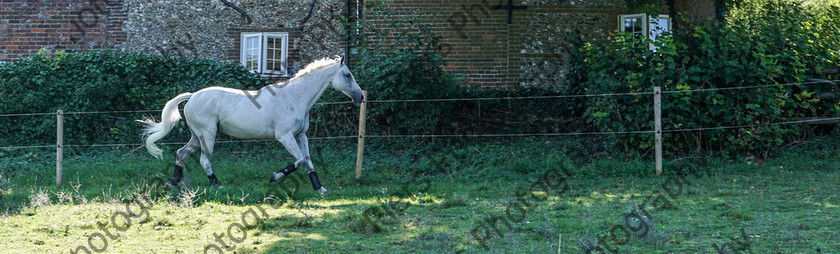 Pam Horse shoot 30 
 Pam's horse shoot at Palmers 
 Keywords: Bucks Wedding photographer, Palmers Stud and livery, Piers Photography, equestrian