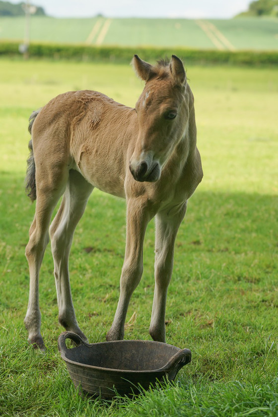 Lynda and Carsons Foal 045 
 Lynda and Carson's Foal 2013 
 Keywords: WWE. Foal, Piers Photography