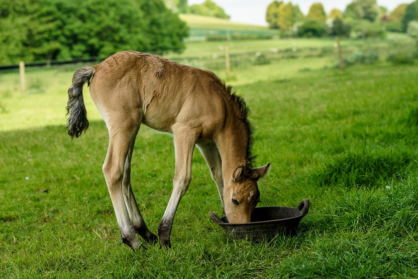 Lynda and Carsons Foal 036 
 Lynda and Carson's Foal 2013 
 Keywords: WWE. Foal, Piers Photography