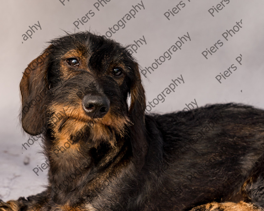 Arnold-23 
 Arnold at Hughenden Primary School fete 
 Keywords: DogPhotography Cutedog Piersphoto Studiophotography