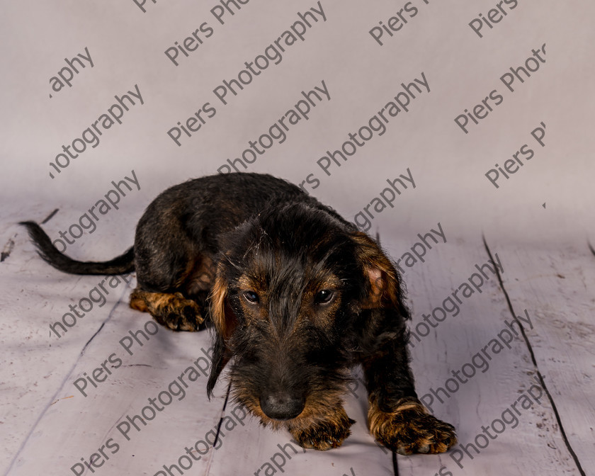 Arnold-5 
 Arnold at Hughenden Primary School fete 
 Keywords: DogPhotography Cutedog Piersphoto Studiophotography