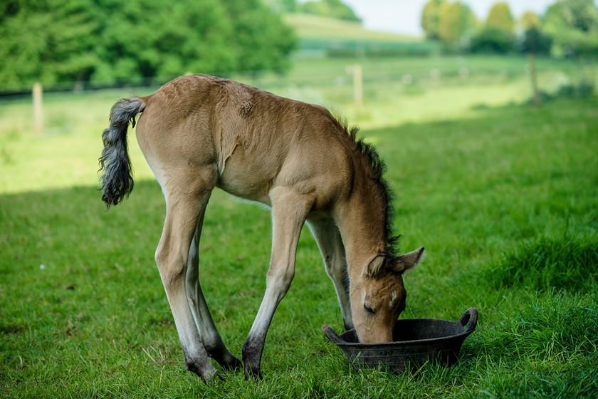 Lynda and Carsons Foal 039 
 Lynda and Carson's Foal 2013 
 Keywords: WWE. Foal, Piers Photography