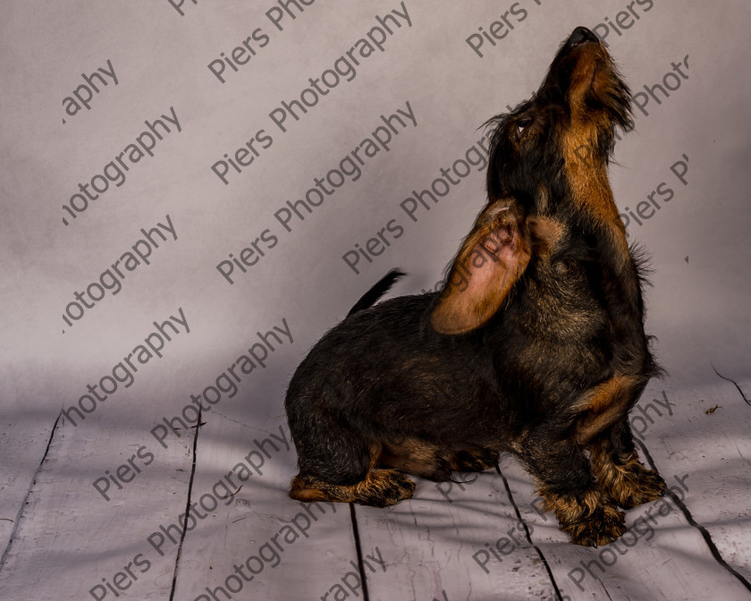 Arnold-3 
 Arnold at Hughenden Primary School fete 
 Keywords: DogPhotography Cutedog Piersphoto Studiophotography