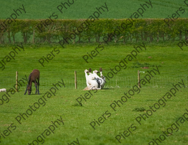 Lynda & Carson s foal0024 
 Carson& Linda's Foal 
 Keywords: Elliotts, Horses, West Wycombe Park