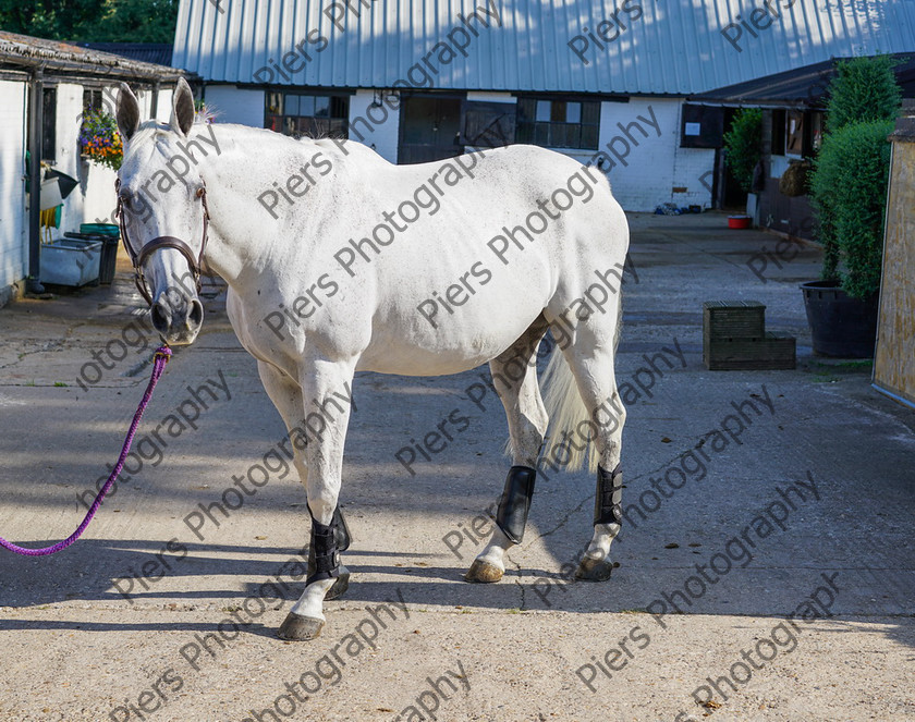 Pam Horse shoot 16 
 Pam's horse shoot at Palmers 
 Keywords: Bucks Wedding photographer, Palmers Stud and livery, Piers Photography, equestrian