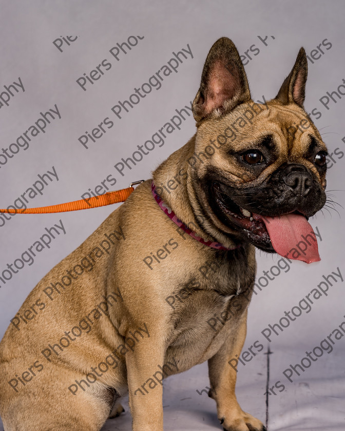 Mabel-4 
 Mabel at Hughenden Primary School Fete 
 Keywords: DogPhotography Cutedog Piersphoto Studiophotography