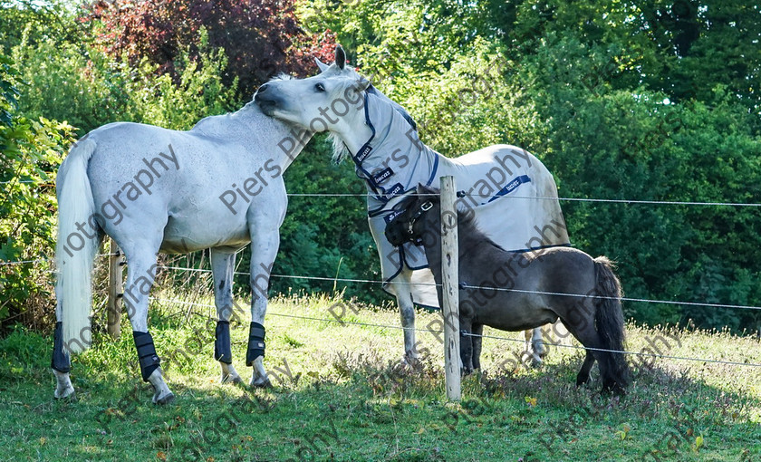 Pam Horse shoot 33 
 Pam's horse shoot at Palmers 
 Keywords: Bucks Wedding photographer, Palmers Stud and livery, Piers Photography, equestrian