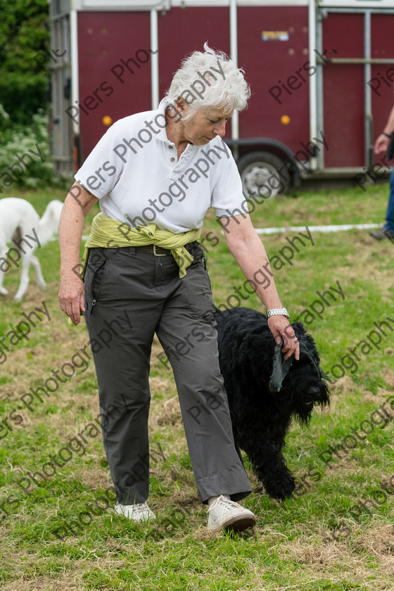 NRC Dog Show 035 
 Naphill Riding Club Open Show 
 Keywords: Naphill Riding Club, Open Show, Equestrian, Piers Photography, Bucks Wedding Photographer