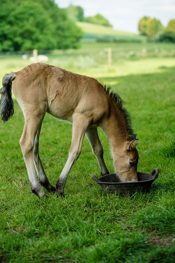 Lynda and Carsons Foal 040 
 Lynda and Carson's Foal 2013 
 Keywords: WWE. Foal, Piers Photography