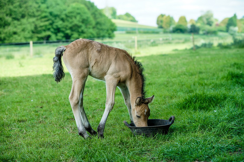 Lynda and Carsons Foal 038 
 Lynda and Carson's Foal 2013 
 Keywords: WWE. Foal, Piers Photography