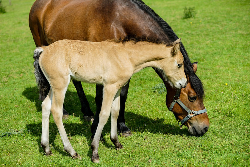 Lynda and Carsons Foal 028 
 Lynda and Carson's Foal 2013 
 Keywords: WWE. Foal, Piers Photography