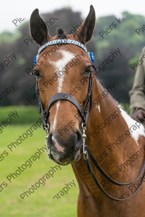 Ring 2 Afternoon 031 
 Naphill Riding Club Open Show 
 Keywords: Naphill Riding Club, Open Show, Equestrian, Piers Photography,
Bucks Wedding Photographer