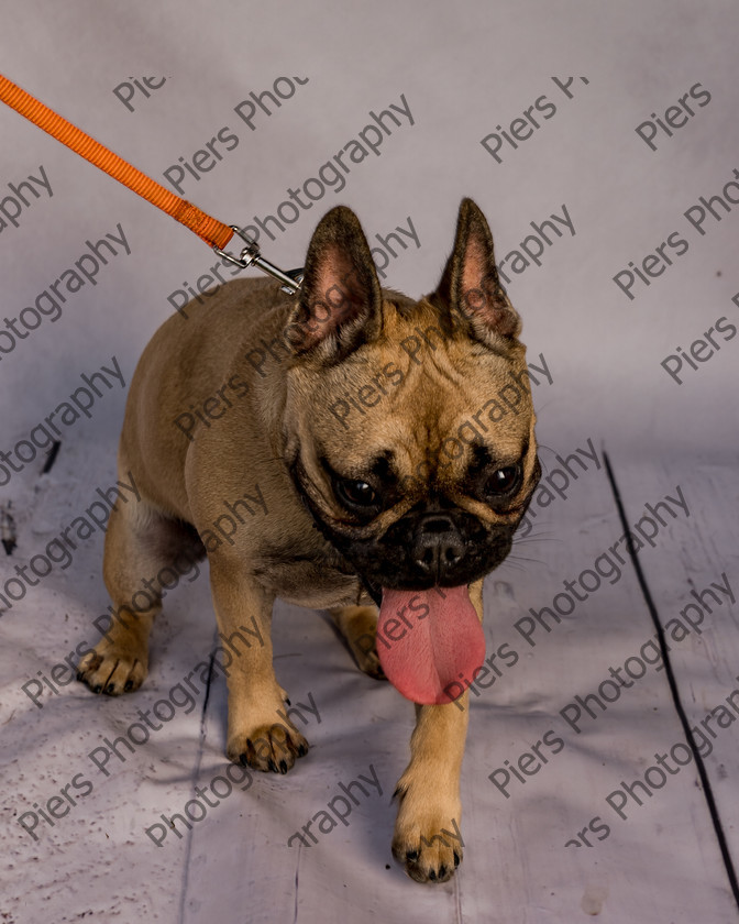 Mabel-16 
 Mabel at Hughenden Primary School Fete 
 Keywords: DogPhotography Cutedog Piersphoto Studiophotography