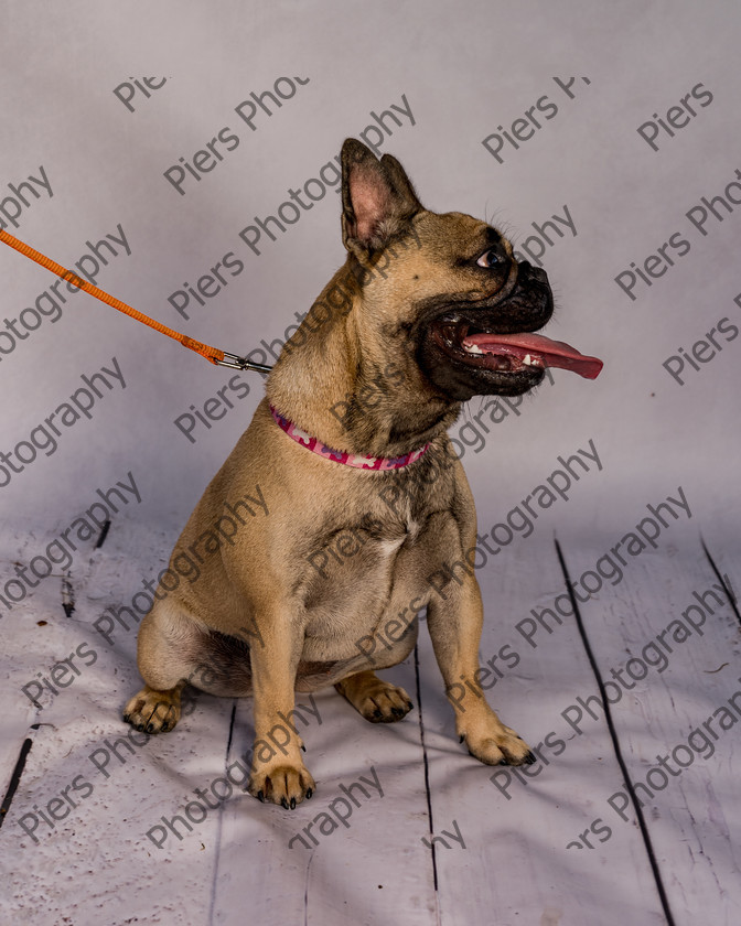 Mabel-15 
 Mabel at Hughenden Primary School Fete 
 Keywords: DogPhotography Cutedog Piersphoto Studiophotography