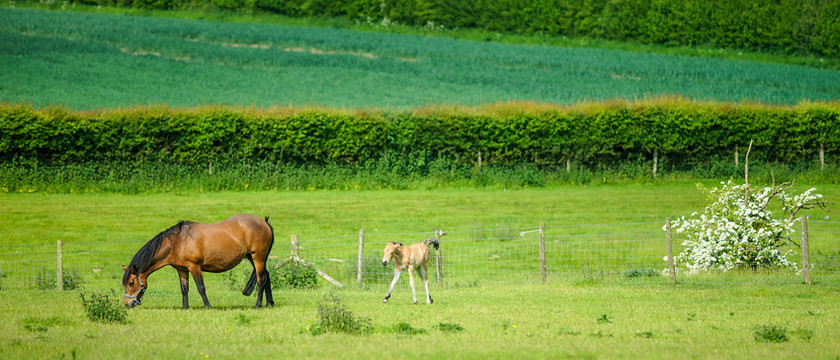 Lynda and Carsons Foal 006 
 Lynda and Carson's Foal 2013 
 Keywords: WWE. Foal, Piers Photography