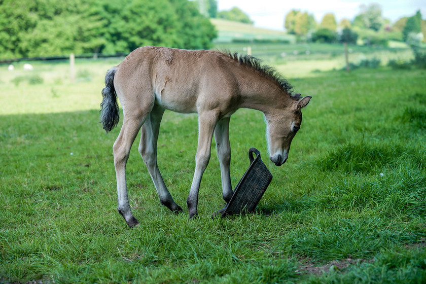 Lynda and Carsons Foal 043 
 Lynda and Carson's Foal 2013 
 Keywords: WWE. Foal, Piers Photography