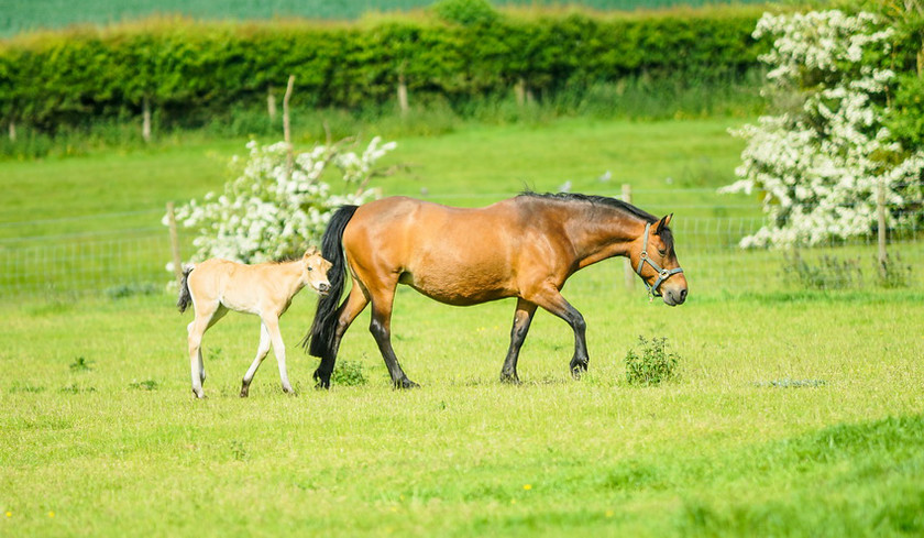 Lynda and Carsons Foal 011 
 Lynda and Carson's Foal 2013 
 Keywords: WWE. Foal, Piers Photography