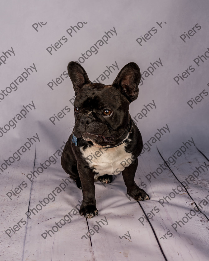 Frankie-29 
 Frankie at Hughenden Primary School fete 
 Keywords: DogPhotography Cutedog Piersphoto Studiophotography