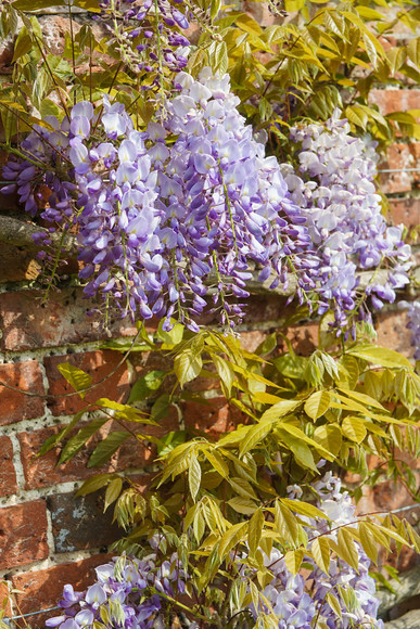 Adwell House 20 
 Adwell House May 2013 
 Keywords: Adwell House, Piers Photos, gardens