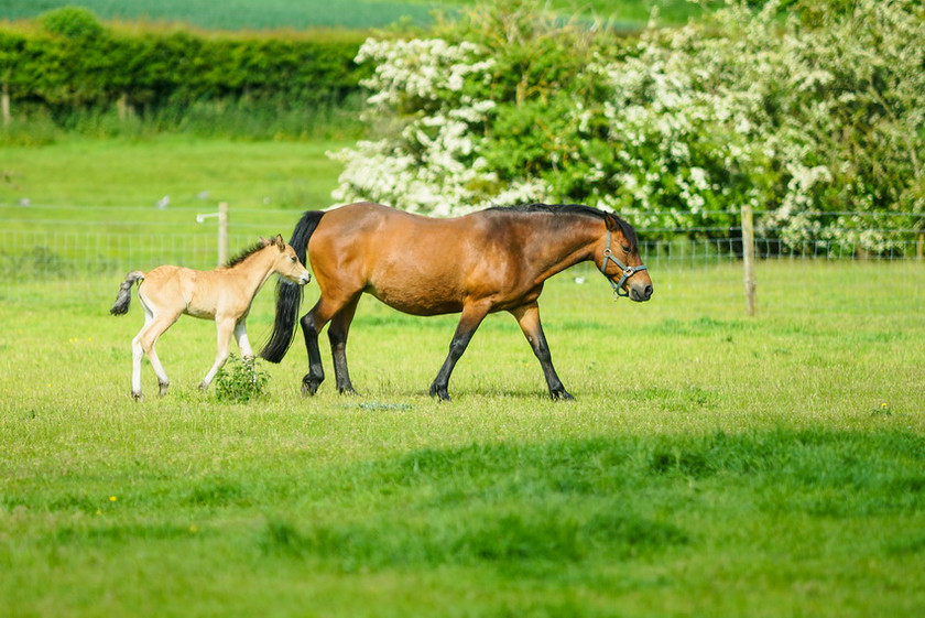 Lynda and Carsons Foal 012 
 Lynda and Carson's Foal 2013 
 Keywords: WWE. Foal, Piers Photography