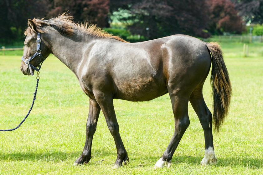 Lynda and Carsons Foal 063 
 Lynda and Carson's Foal 2013 
 Keywords: WWE. Foal, Piers Photography