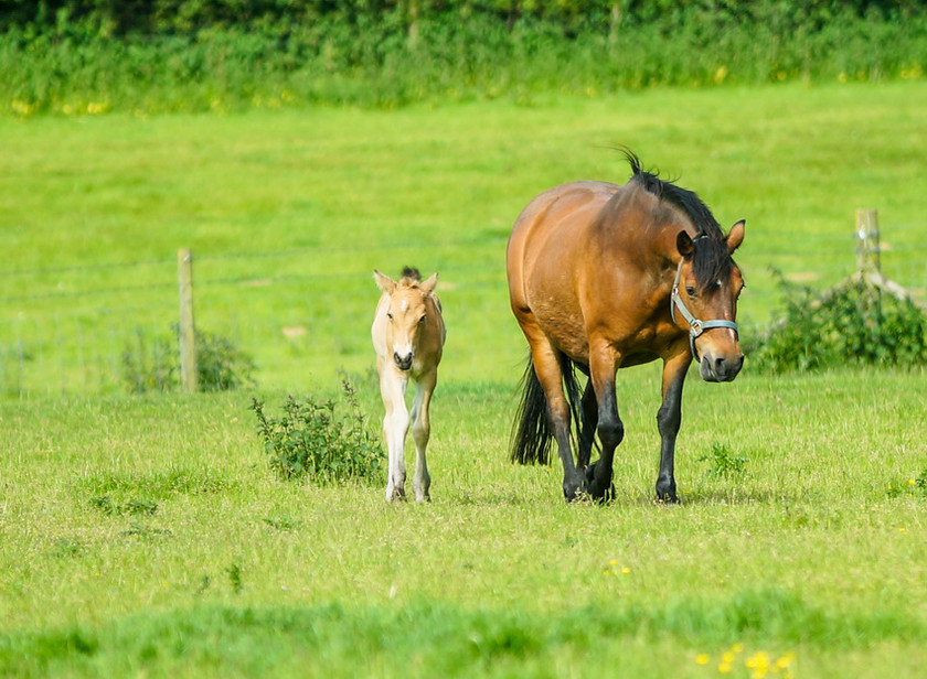 Lynda and Carsons Foal 009 
 Lynda and Carson's Foal 2013 
 Keywords: WWE. Foal, Piers Photography