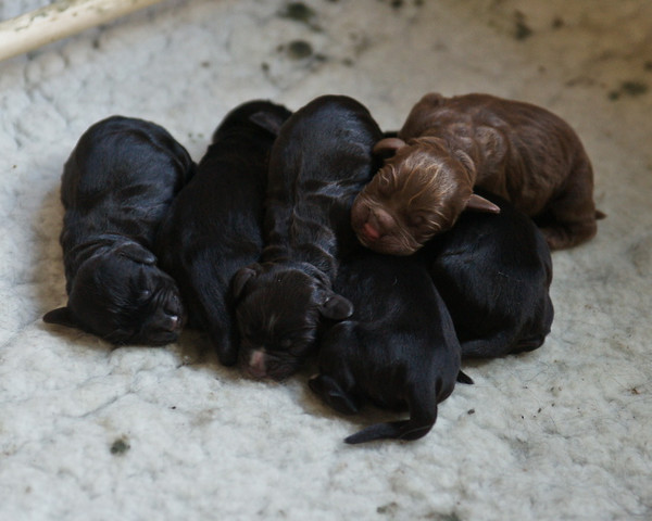 Spice puppies 005 
 Spice's Puppies day 2 
 Keywords: Piers Photo Day 2, Puppies, Spice