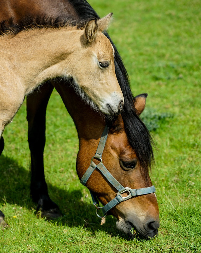 Lynda and Carsons Foal 027 
 Lynda and Carson's Foal 2013 
 Keywords: WWE. Foal, Piers Photography