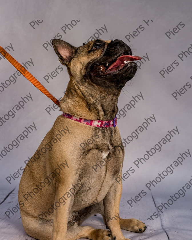 Mabel-7 
 Mabel at Hughenden Primary School Fete 
 Keywords: DogPhotography Cutedog Piersphoto Studiophotography