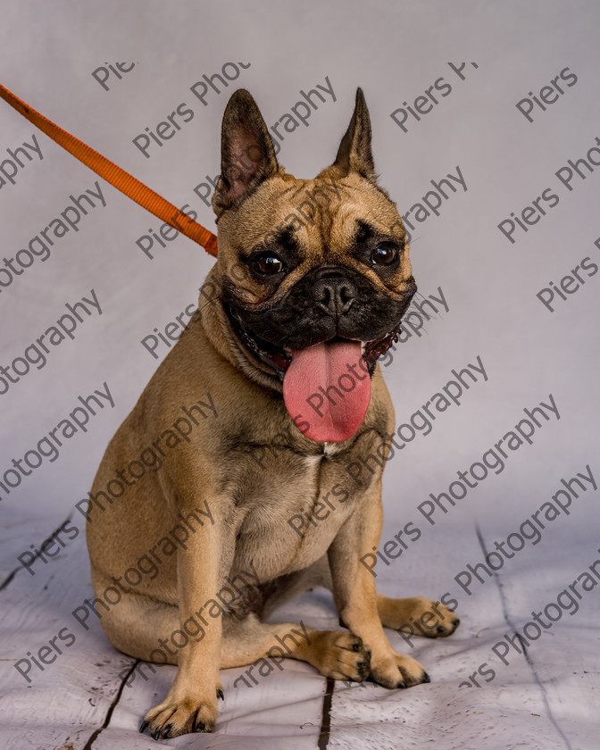 Mabel-9 
 Mabel at Hughenden Primary School Fete 
 Keywords: DogPhotography Cutedog Piersphoto Studiophotography