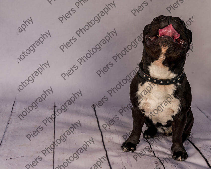 Frankie-11 
 Frankie at Hughenden Primary School fete 
 Keywords: DogPhotography Cutedog Piersphoto Studiophotography