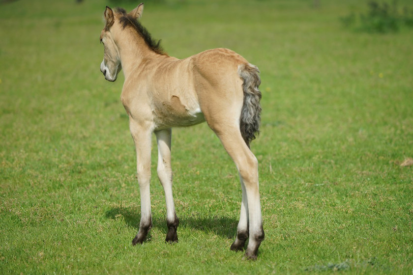 Lynda and Carsons Foal 022 
 Lynda and Carson's Foal 2013 
 Keywords: WWE. Foal, Piers Photography