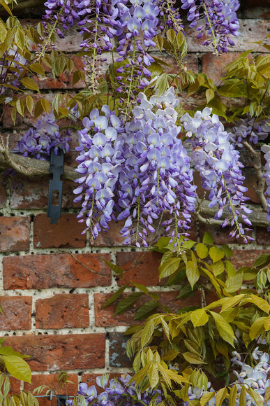 Adwell House 19 
 Adwell House May 2013 
 Keywords: Adwell House, Piers Photos, gardens