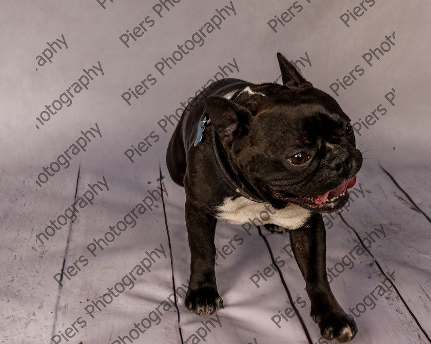 Frankie-12 
 Frankie at Hughenden Primary School fete 
 Keywords: DogPhotography Cutedog Piersphoto Studiophotography