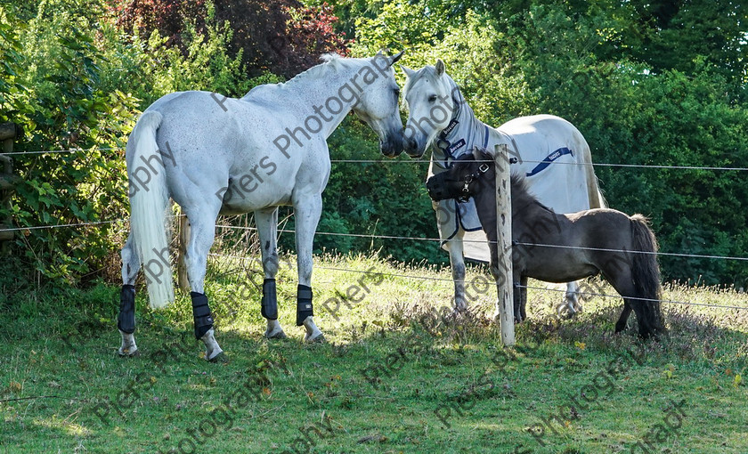 Pam Horse shoot 32 
 Pam's horse shoot at Palmers 
 Keywords: Bucks Wedding photographer, Palmers Stud and livery, Piers Photography, equestrian