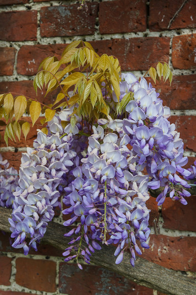 Adwell House 24 
 Adwell House May 2013 
 Keywords: Adwell House, Piers Photos, gardens