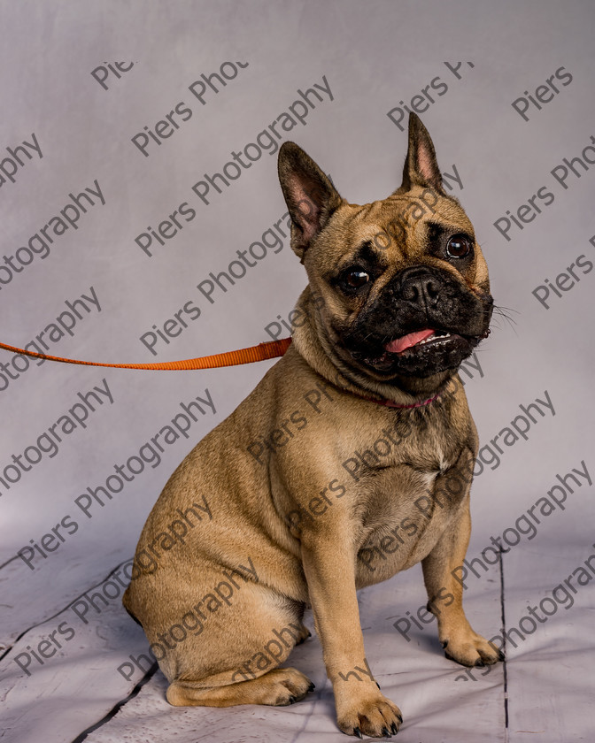 Mabel-2 
 Mabel at Hughenden Primary School Fete 
 Keywords: DogPhotography Cutedog Piersphoto Studiophotography