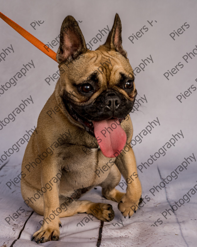 Mabel-10 
 Mabel at Hughenden Primary School Fete 
 Keywords: DogPhotography Cutedog Piersphoto Studiophotography