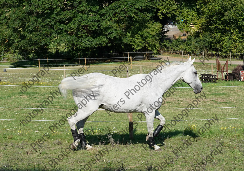 Pam Horse shoot 34 
 Pam's horse shoot at Palmers 
 Keywords: Bucks Wedding photographer, Palmers Stud and livery, Piers Photography, equestrian