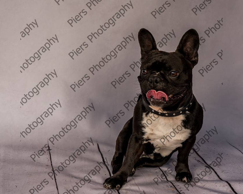 Frankie-20 
 Frankie at Hughenden Primary School fete 
 Keywords: DogPhotography Cutedog Piersphoto Studiophotography