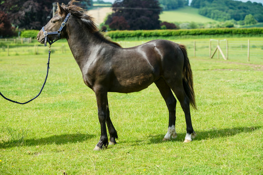 Lynda and Carsons Foal 065 
 Lynda and Carson's Foal 2013 
 Keywords: WWE. Foal, Piers Photography