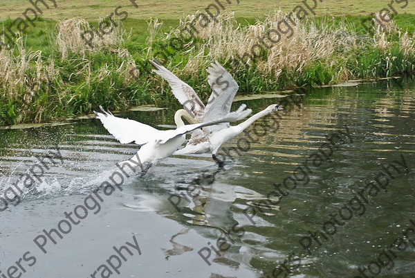 NRC WWE08 25 
 Naphill Riding Club at WWE 
 Keywords: Naphill Riding Club, West Wycombe, water