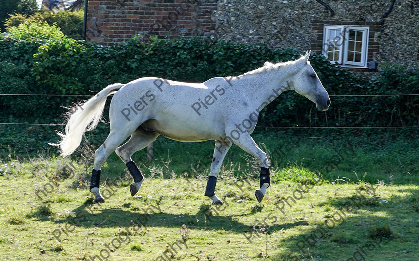 Pam Horse shoot 28 
 Pam's horse shoot at Palmers 
 Keywords: Bucks Wedding photographer, Palmers Stud and livery, Piers Photography, equestrian