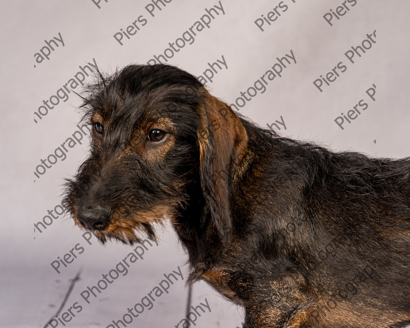 Arnold-17 
 Arnold at Hughenden Primary School fete 
 Keywords: DogPhotography Cutedog Piersphoto Studiophotography