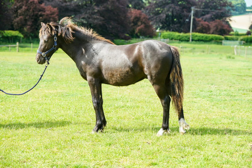 Lynda and Carsons Foal 060 
 Lynda and Carson's Foal 2013 
 Keywords: WWE. Foal, Piers Photography